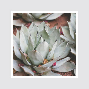 Fine Art Print of The Jardin Majorelle